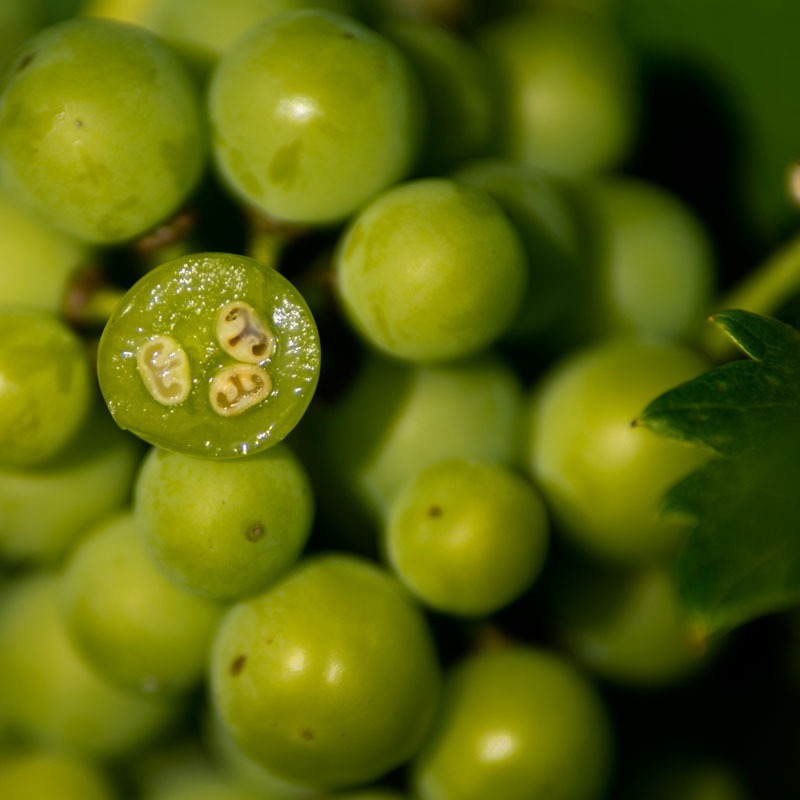 Grapes